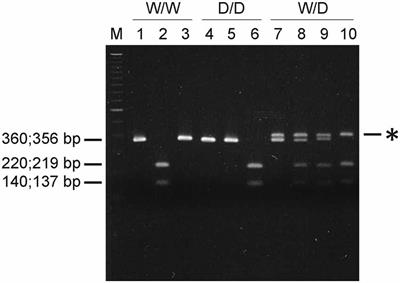 Modulation of Fear and Arousal Behavior by Serotonin Transporter (5-HTT) Genotypes in Newly Hatched Chickens